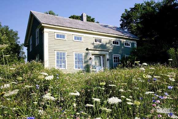 Wildflowers