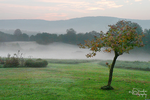Morning Mist, 2007