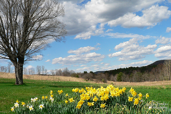 Spring in the Berkshires